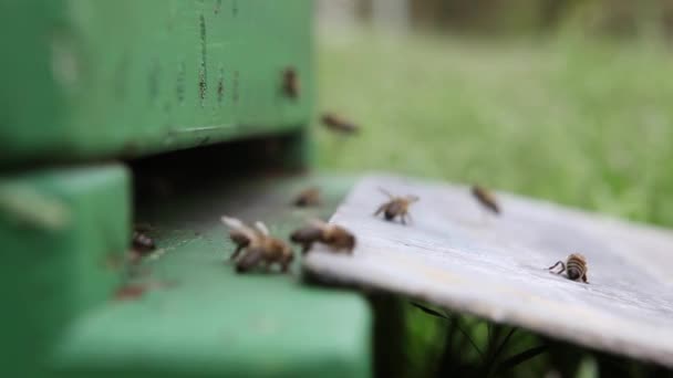 Den Apfelbäumen Stehen Bienenkästen Zum Versprühen Der Blumen — Stockvideo