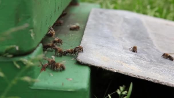 Bij Apple Zijn Bomen Bijen Vak Voor Het Spuiten Van — Stockvideo