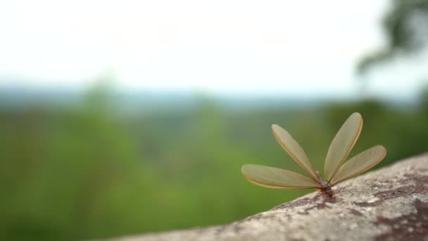 Kanatlı Karıncalar Bir Yağış Sonra Akşam Ortaya — Stok video