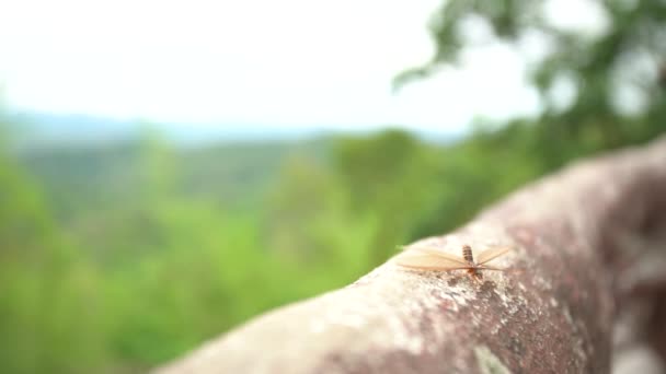 Termiti Alate Emergono Dopo Una Pioggia Sera — Video Stock