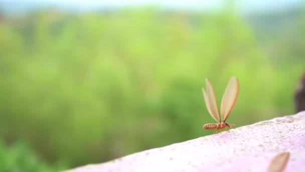 Kanatlı Karıncalar Bir Yağış Sonra Akşam Ortaya — Stok video