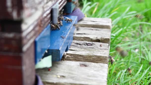 Los Manzanos Hay Abejas Caja Para Rociar Las Flores — Vídeo de stock