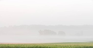 ağaçları ile güzel bir sisli sabahı manzara