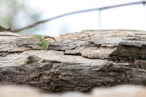 Planta Crece Entre Una Grieta Una Roca Trata Rendirse — Foto de Stock
