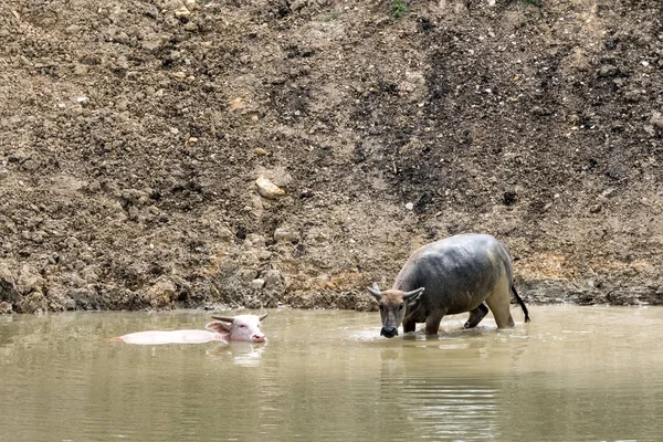 Μπάφαλο Albino Και Μια Τακτική Buffalo Επιδιώκουν Αναψυκτικό Στο Νερό — Φωτογραφία Αρχείου