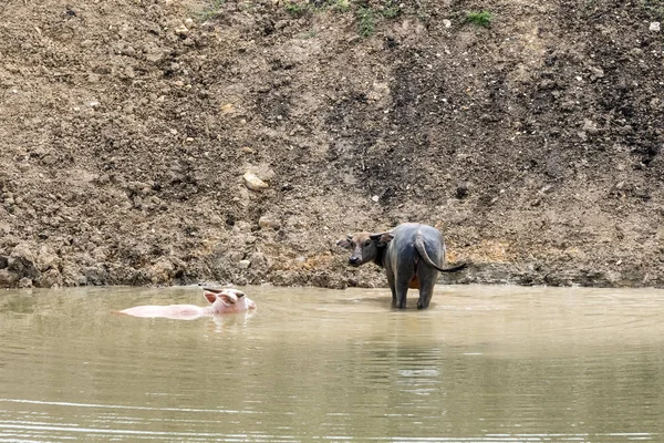 Μπάφαλο Albino Και Μια Τακτική Buffalo Επιδιώκουν Αναψυκτικό Στο Νερό — Φωτογραφία Αρχείου