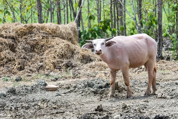 在一家农场那里白化野牛在泰国 — 图库照片