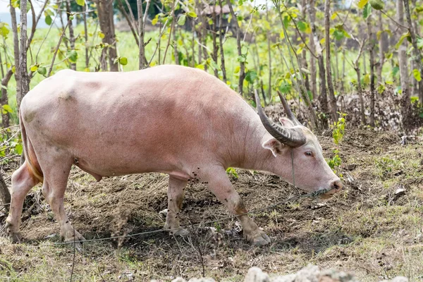 在一家农场那里白化野牛在泰国 — 图库照片