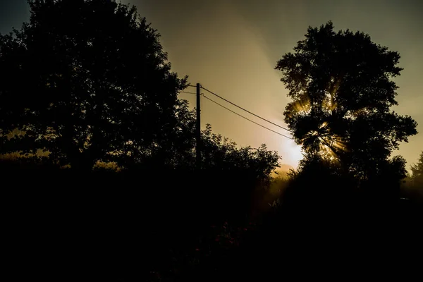 Einem Nebligen Morgen Scheint Die Morgensonne Durch Die Bäume — Stockfoto