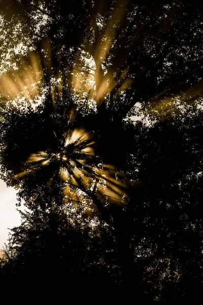 Par Matin Brumeux Matin Soleil Brille Travers Les Arbres — Photo