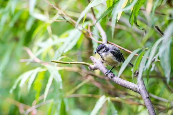 Palo Del Árbol Hay Una Teta Carbón —  Fotos de Stock