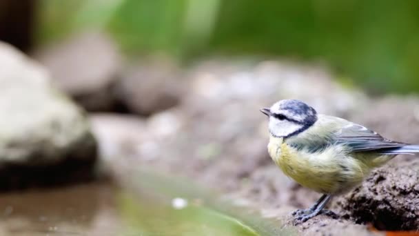 Bir Mavi Baştankara Havuzun Kenarında Oturan Içme — Stok video