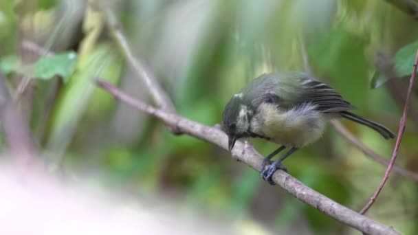 sur un bâton d'arbre il y a une mésange de charbon 