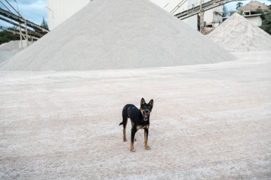 Beton fabrikaya bir köpek yürüyen kum bir dağ olduğu