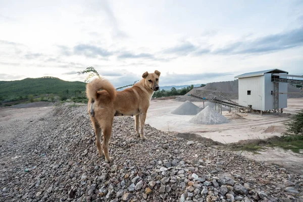 Собака Заходить Бетонну Фабрику Гора Піску — стокове фото