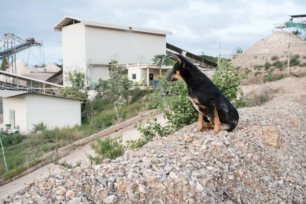 Собака Заходить Бетонну Фабрику Гора Піску — стокове фото