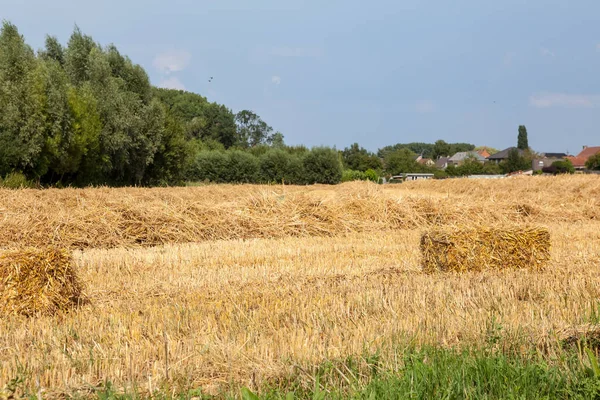 Harvesting Crop Hay Bale Made Surplus — Stock Photo, Image