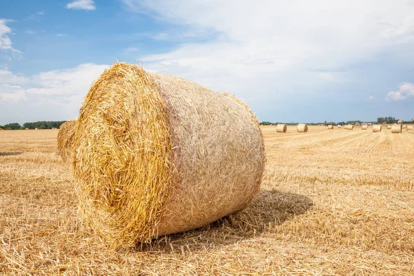 Nach Der Ernte Wurde Mit Dem Überschuss Ein Heuballen Hergestellt — Stockfoto