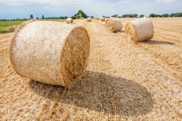 Nach Der Ernte Wurde Mit Dem Überschuss Ein Heuballen Hergestellt — Stockfoto