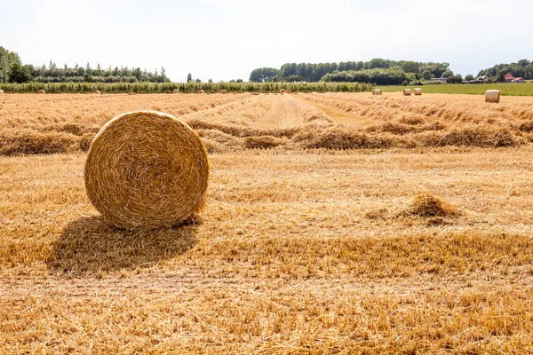 Nach Der Ernte Wurde Mit Dem Überschuss Ein Heuballen Hergestellt — Stockfoto