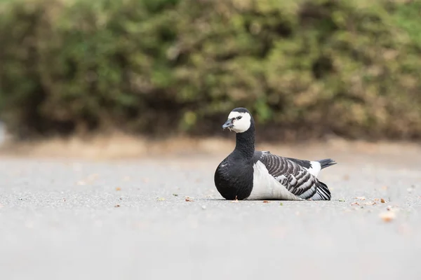Road Barnacle Goose Looking — Stock Photo, Image