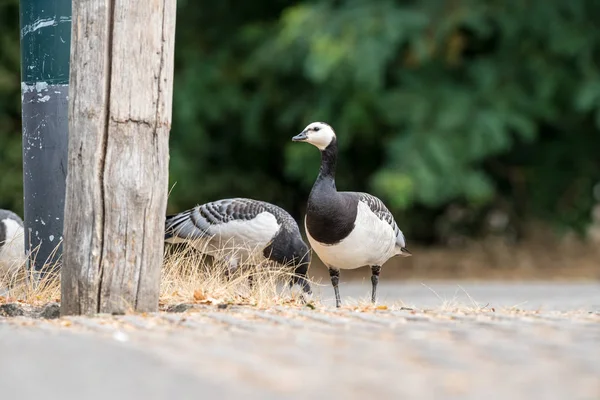 Road Barnacle Goose Looking — Stock Photo, Image