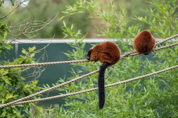 Tronco Albero Sono Due Lemure Rosse Increspate Leccano Loro Pelliccia — Foto Stock