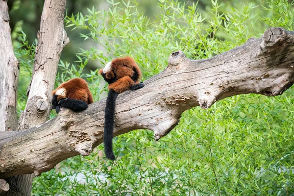 Een Boomstam Zijn Twee Rode Vari Lemur Likken Hun Bont — Stockfoto