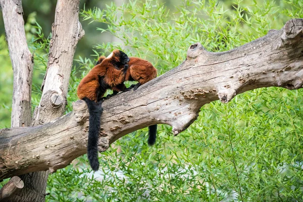 Een Boomstam Zijn Twee Rode Vari Lemur Likken Hun Bont — Stockfoto