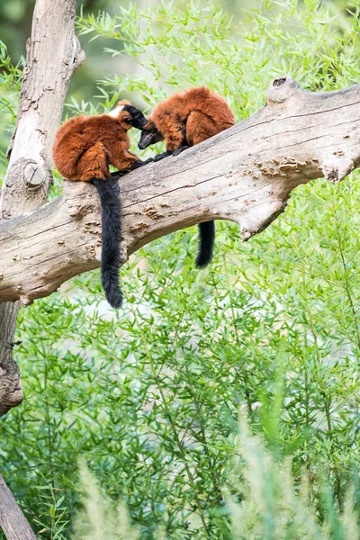 Pniu Drzewa Nie Dwa Czerwone Lemur Wari Lizać Ich Futro — Zdjęcie stockowe