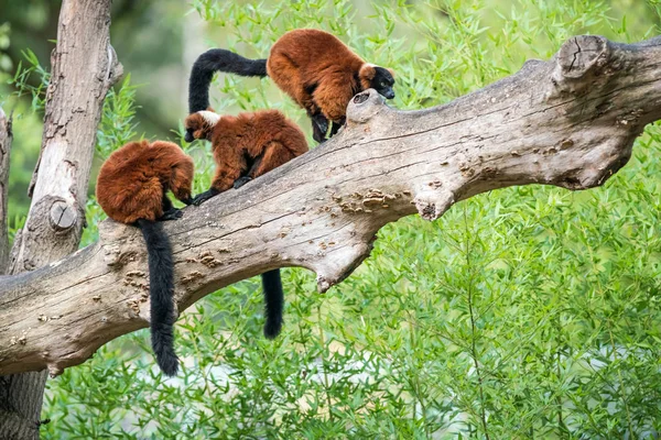 Tronco Árvore Dois Lêmure Ruffed Vermelho Lamber Sua Pele Outro — Fotografia de Stock