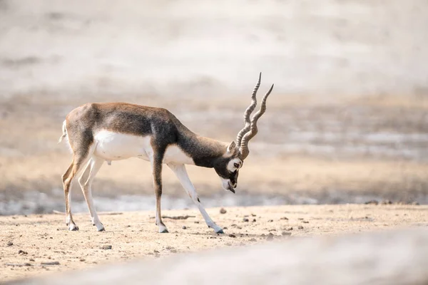 Açık Bir Gergin Manzaraya Bir Blackbuck Var — Stok fotoğraf