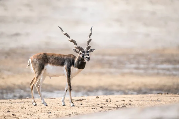Een Open Uitgerekt Landschap Een Indische Antilope — Stockfoto