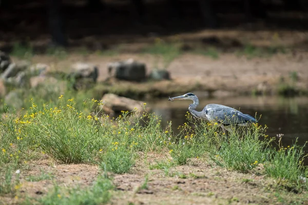 Blue Gray Heron Caught Dragonfly Breakfast — Stock Photo, Image