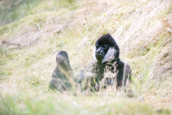 Piękne Północne Biały Cheeked Gibbons Odpoczynku Trawie — Zdjęcie stockowe