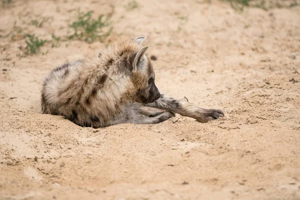 Krásná Hyena Písku Krásný Den Africe — Stock fotografie