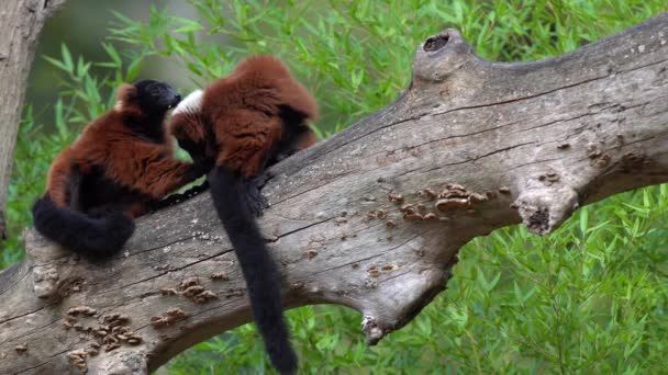 Kmen Stromu Jsou Dva Červené Ruffed Lemur Lízat Jejich Kožešinu — Stock video