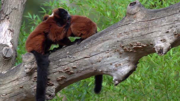 树干上有两个红色的 Ruffed 狐猴和舔他们的皮毛从其他清洁 — 图库视频影像