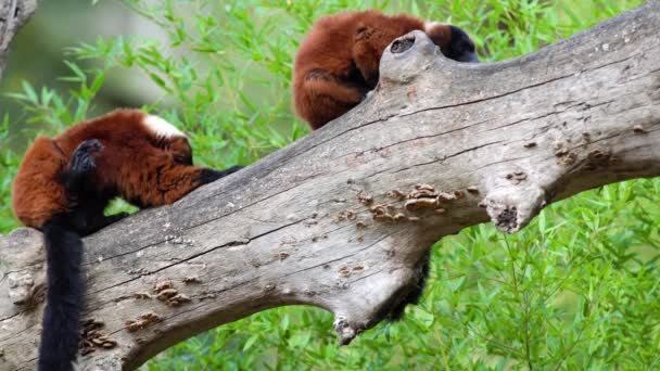 Een Boomstam Zijn Twee Rode Vari Lemur Likken Hun Bont — Stockvideo