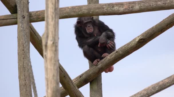 Chimpancé Común Jugando Jardín Animales — Vídeo de stock