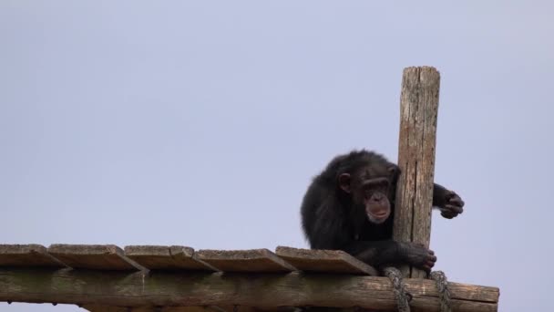 Common Chimpanzee Playing — Stock Video