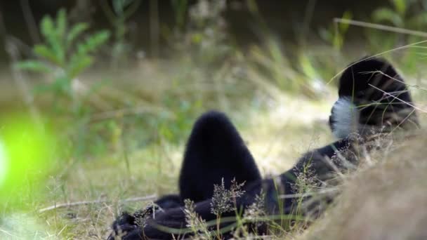 Deze Prachtige Noordelijke Witte Cheeked Gibbons Rusten Het Gras — Stockvideo
