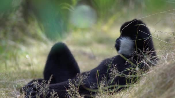 Tyto Krásné Severní Bílé Cheeked Gibbons Odpočívá Trávě — Stock video