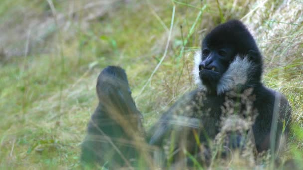 Güzel Kuzey Beyaz Yanaklı Gibbons Çimenlerde Dinlenme — Stok video
