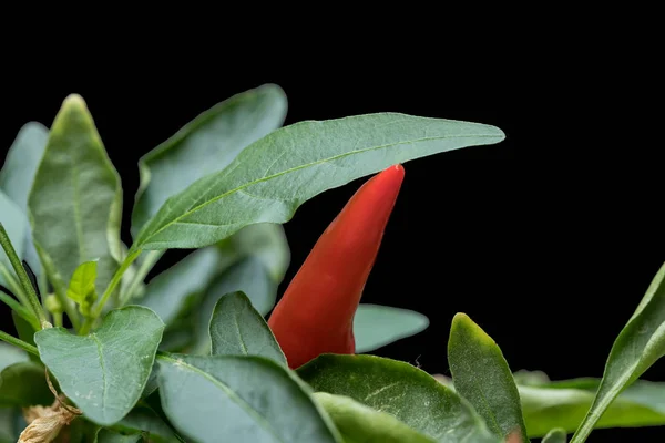 Güzel Bitki Üzerinde Bir Kırmızı Biber Yetişir — Stok fotoğraf