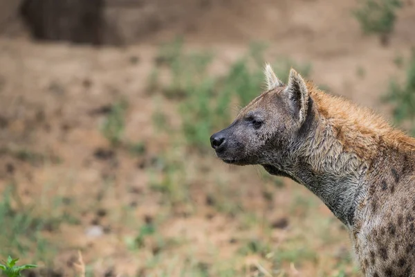 on the field in africa a hyena is looking around