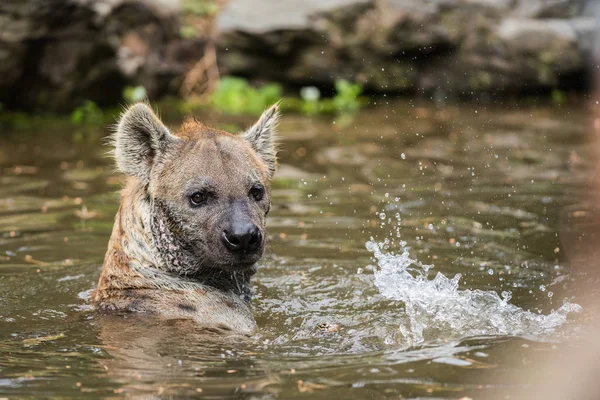 Vattnet Där Två Hyenas Spelar Och Njuter Deras Dyk — Stockfoto