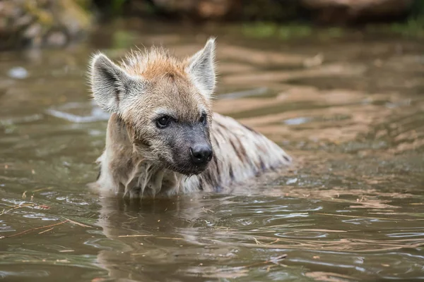 Wasser Spielen Zwei Hyänen Und Genießen Ihren Tauchgang — Stockfoto
