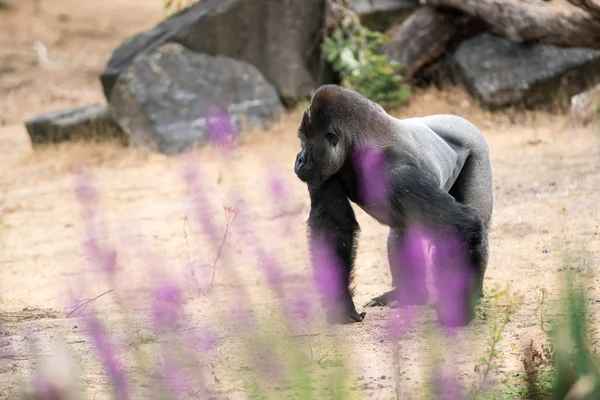 Dieser Wunderschöne Gorilla Ist Ein Erwachsener Silberrücken — Stockfoto