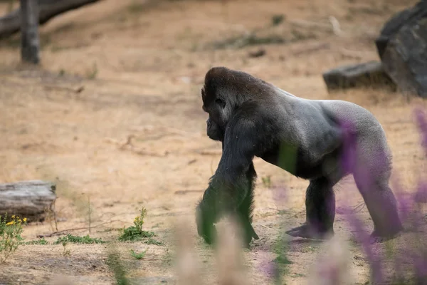 Dieser Wunderschöne Gorilla Ist Ein Erwachsener Silberrücken — Stockfoto